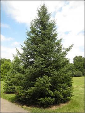 Balsam Fir