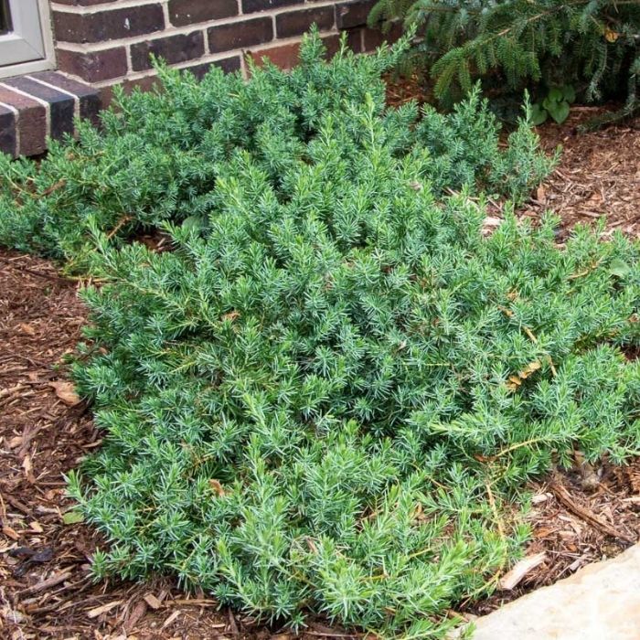 Pacific Blue Juniper