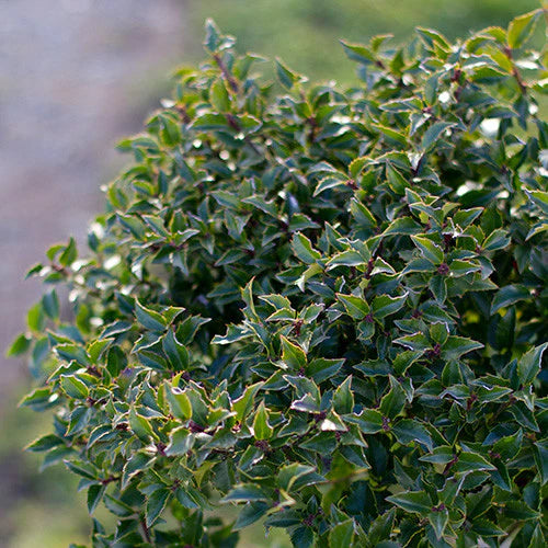 ‘Blue Girl’ Holly