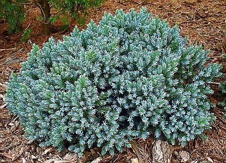 Blue Star Juniper