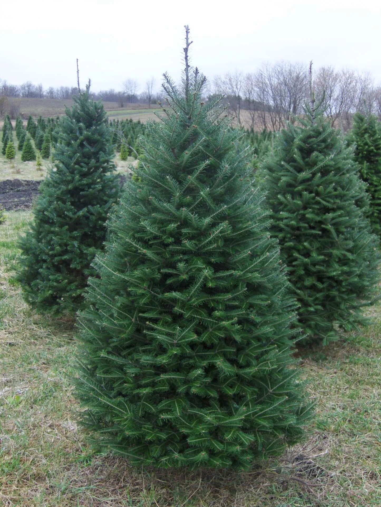 Canaan Fir