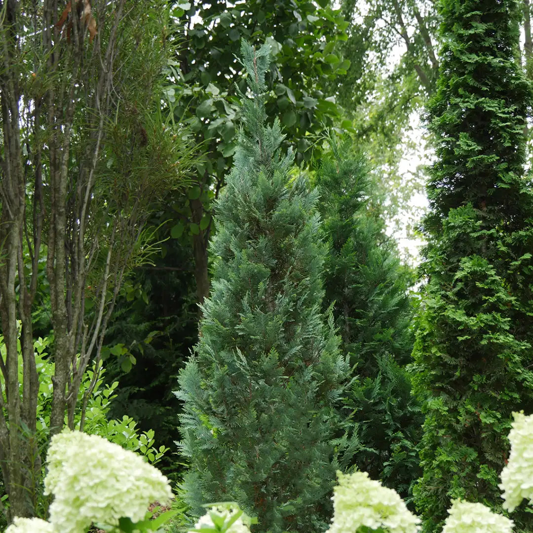 PINPOINT® Blue False Cypress