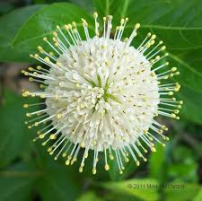 Buttonbush