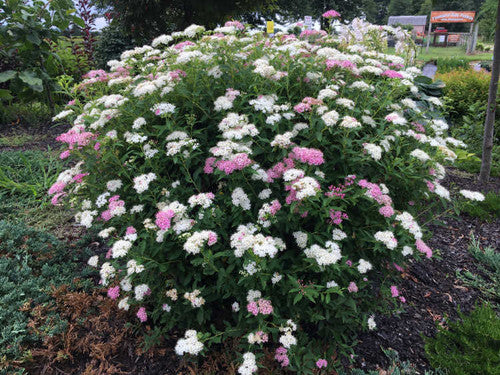 Spirea ‘Shirobana’