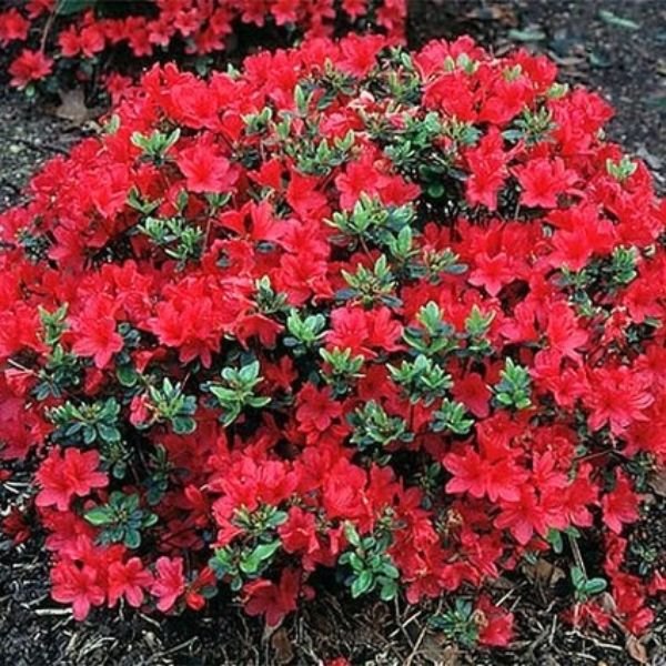 ‘Red Hino Crimson' Azalea