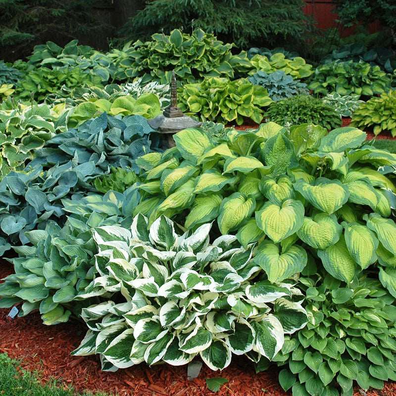 Mixed - No Name Hosta
