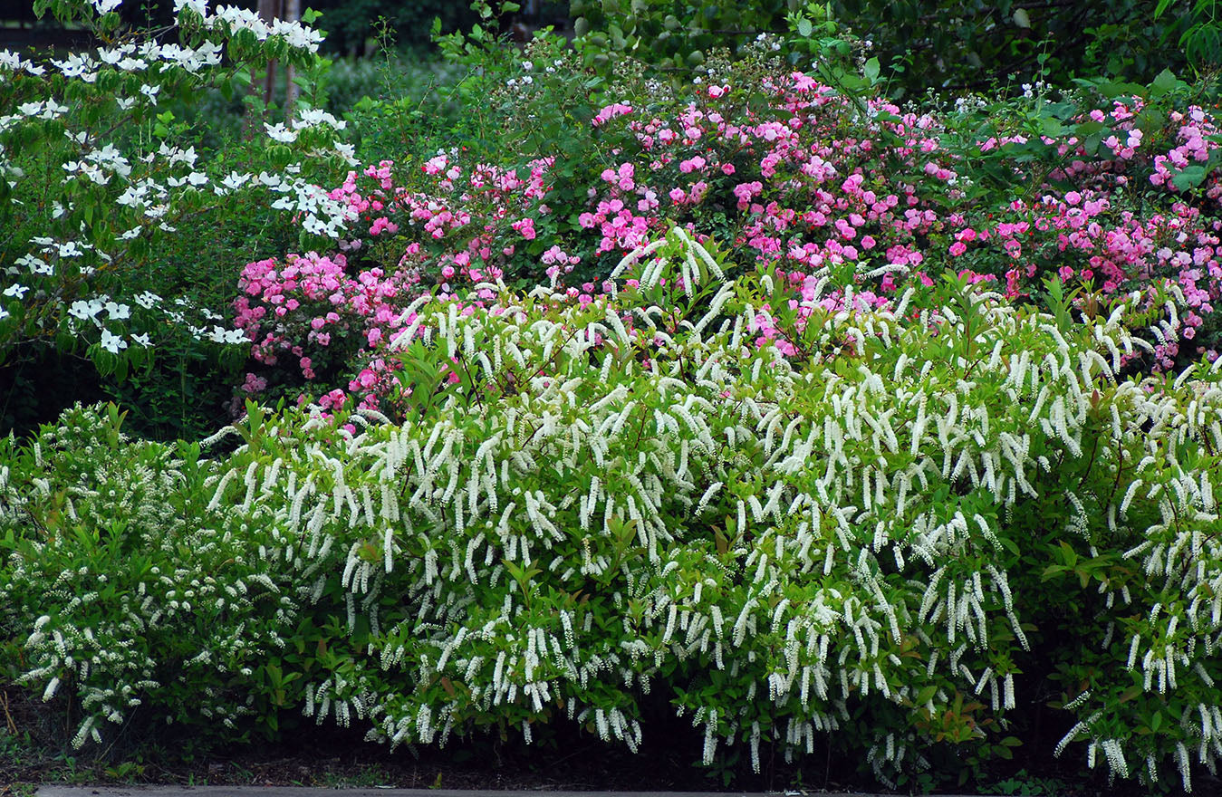 Itea ‘Henry Garnet’