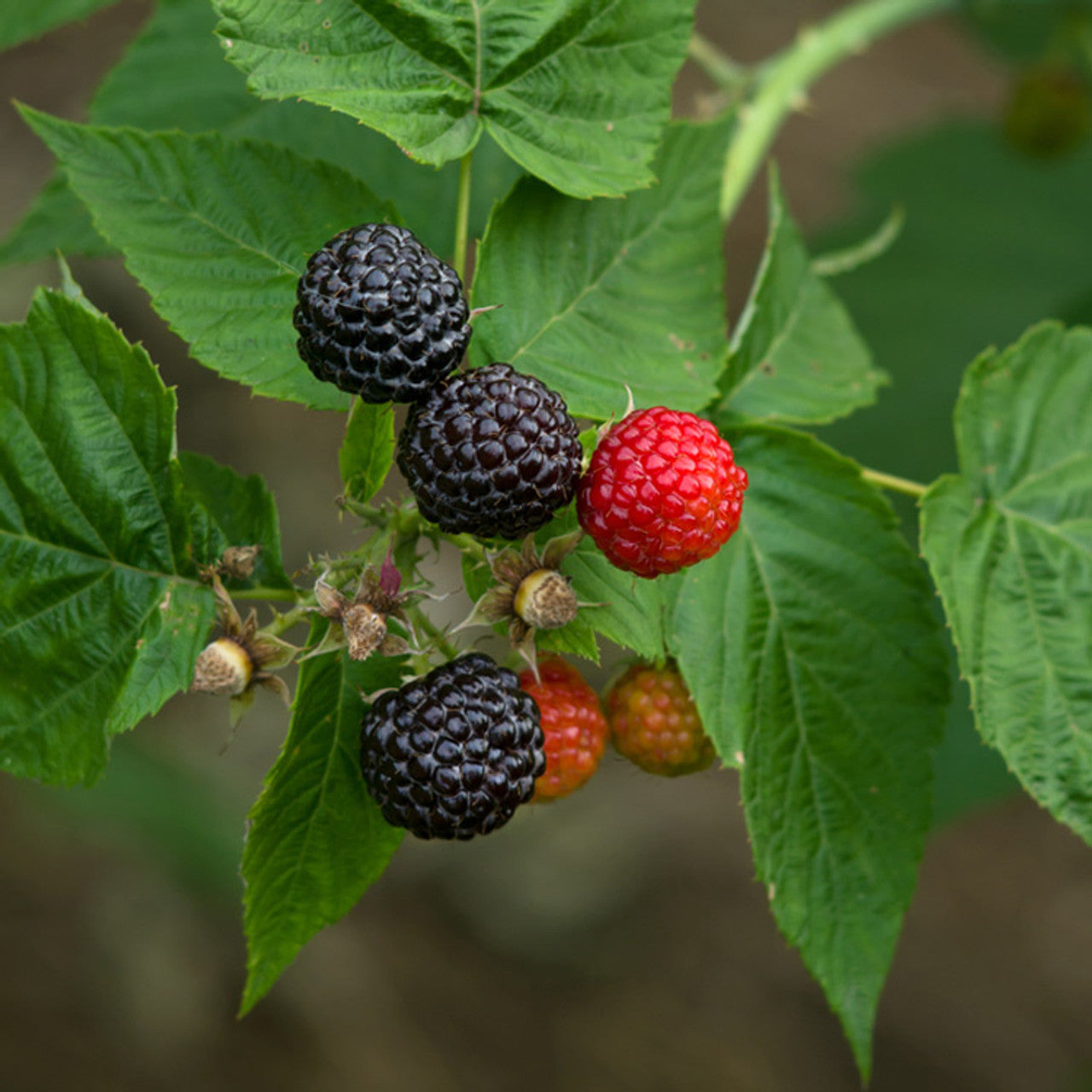 Pequot Black Raspberry