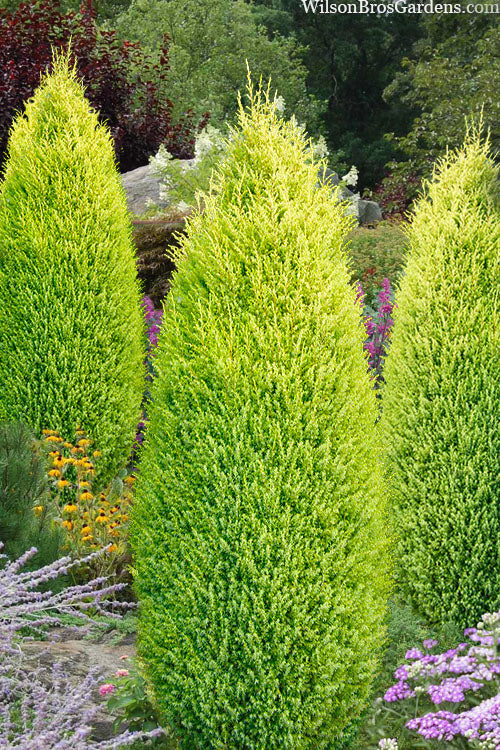 ‘Gold Cone’ Juniper