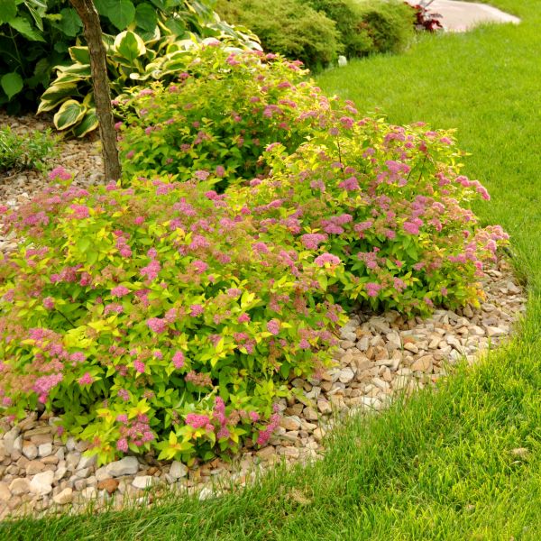 Spirea ‘Magic Carpet’