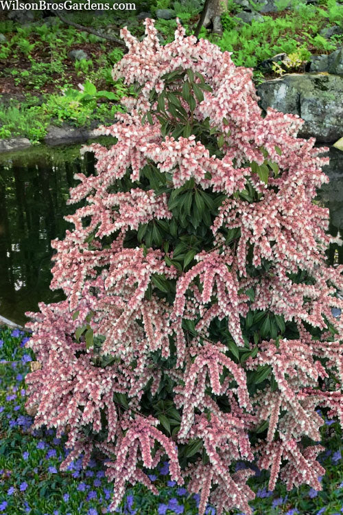 Pieris Japonica ‘Dorothy Wycoff’