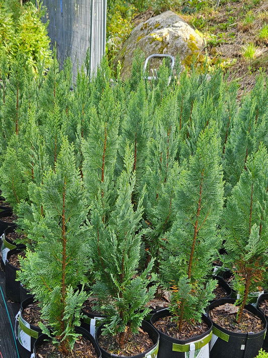 PINPOINT® Blue & Gold' False Cypress
