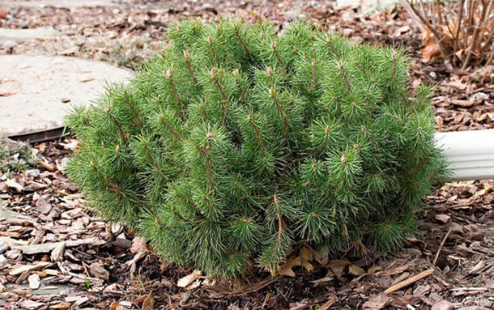 Mugo Pine