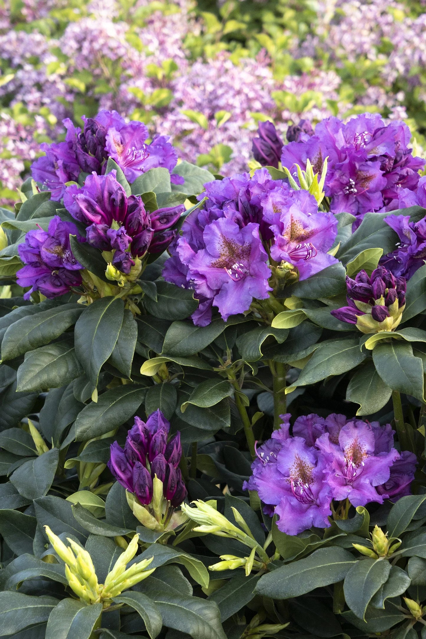 Lee's Dark Purple Rhododendron