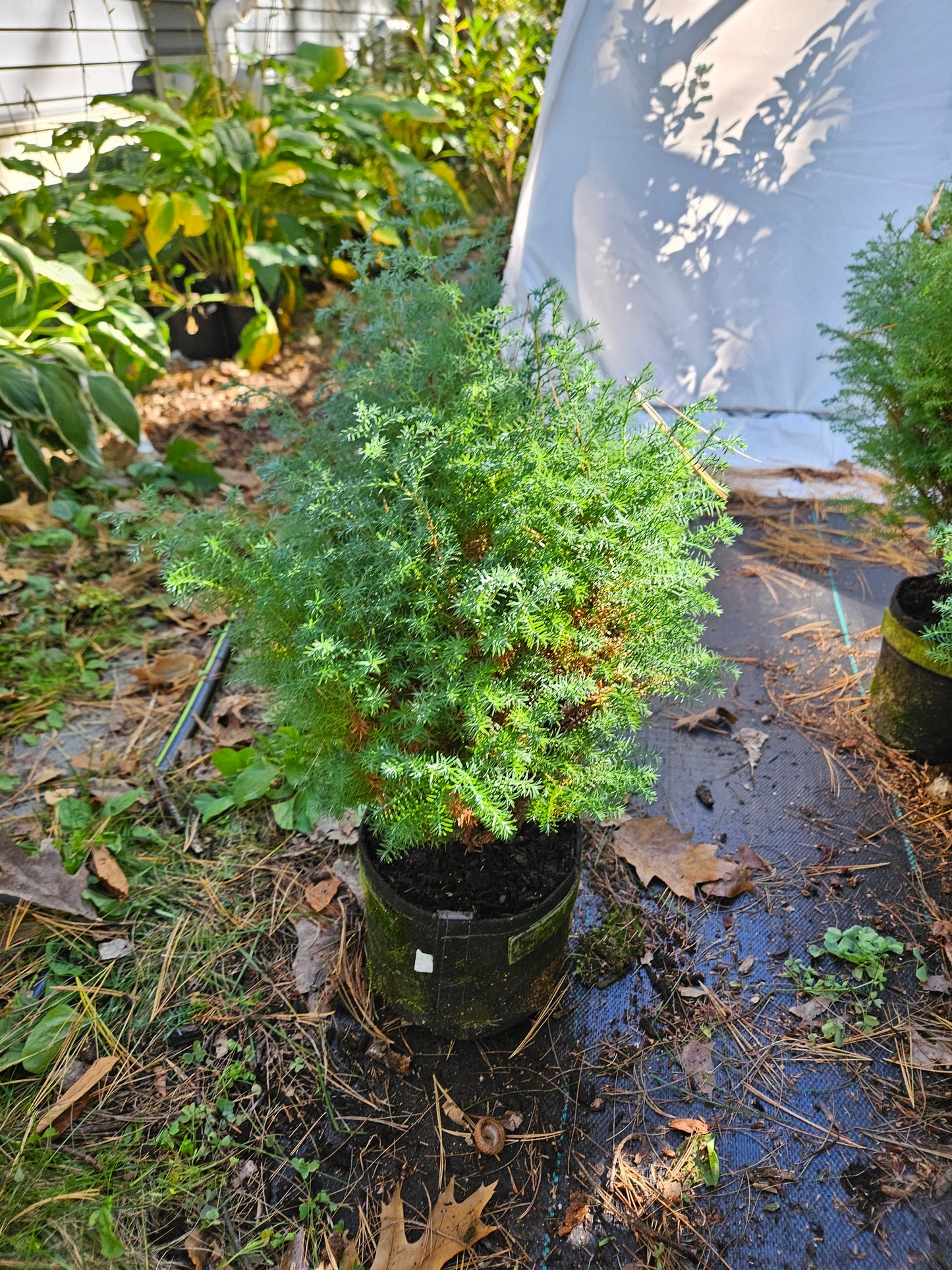 'Blue Fuzzy Dwarf' False Cypress