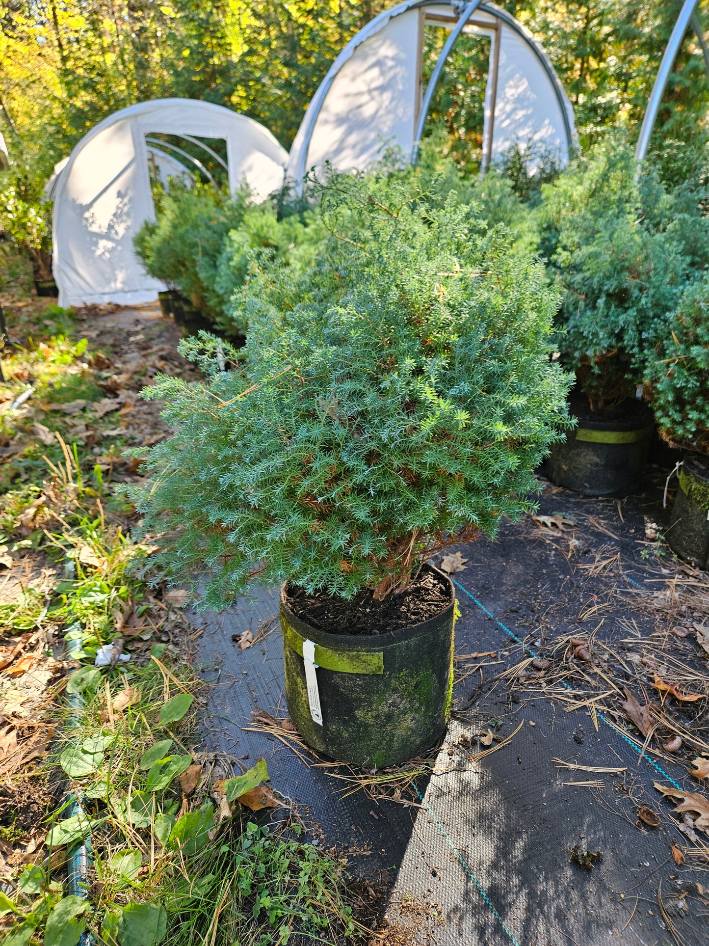 'Blue Fuzzy Dwarf' False Cypress