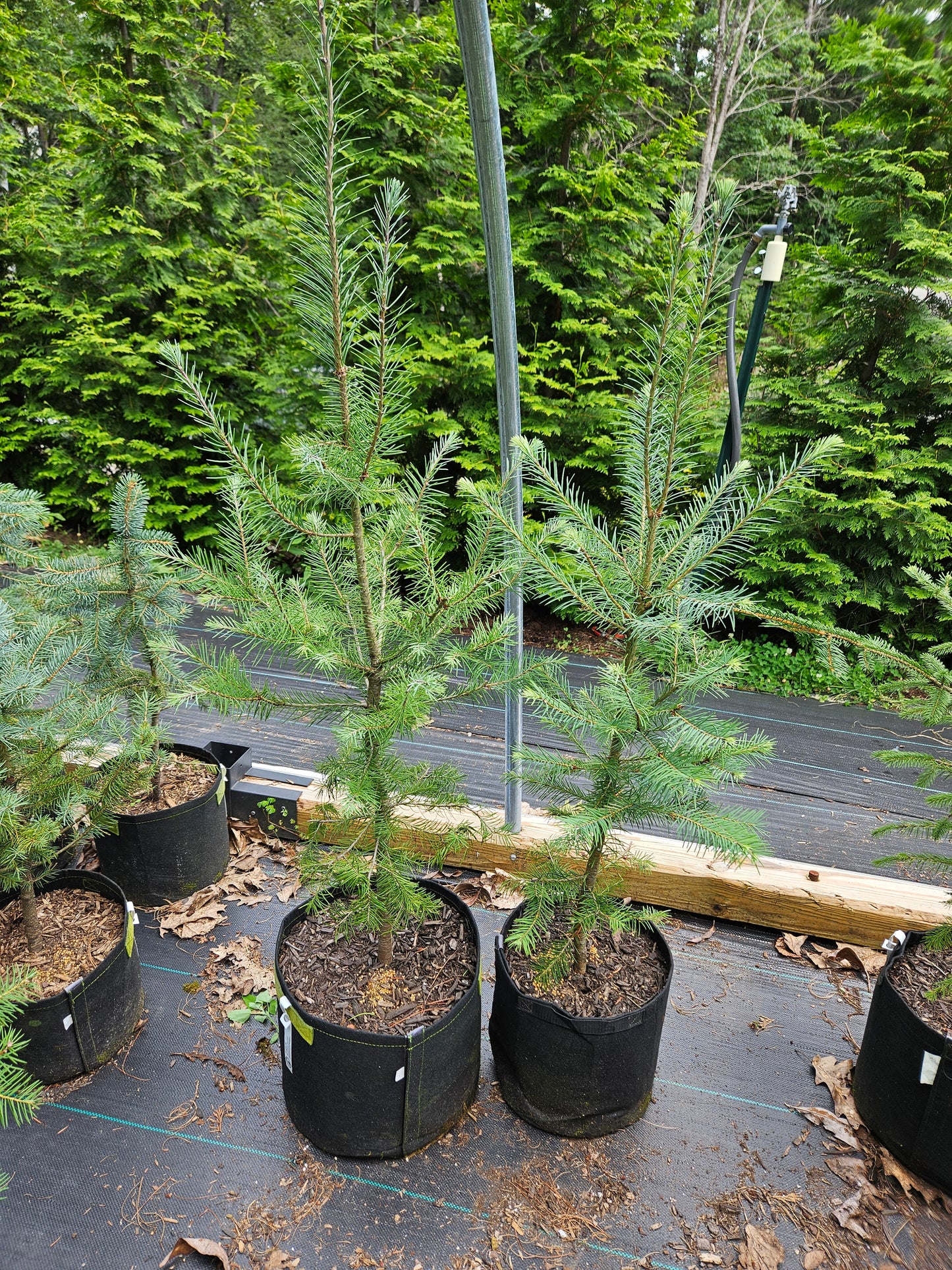 Douglas Fir