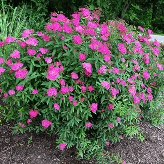 Spirea ‘Neon Flash’