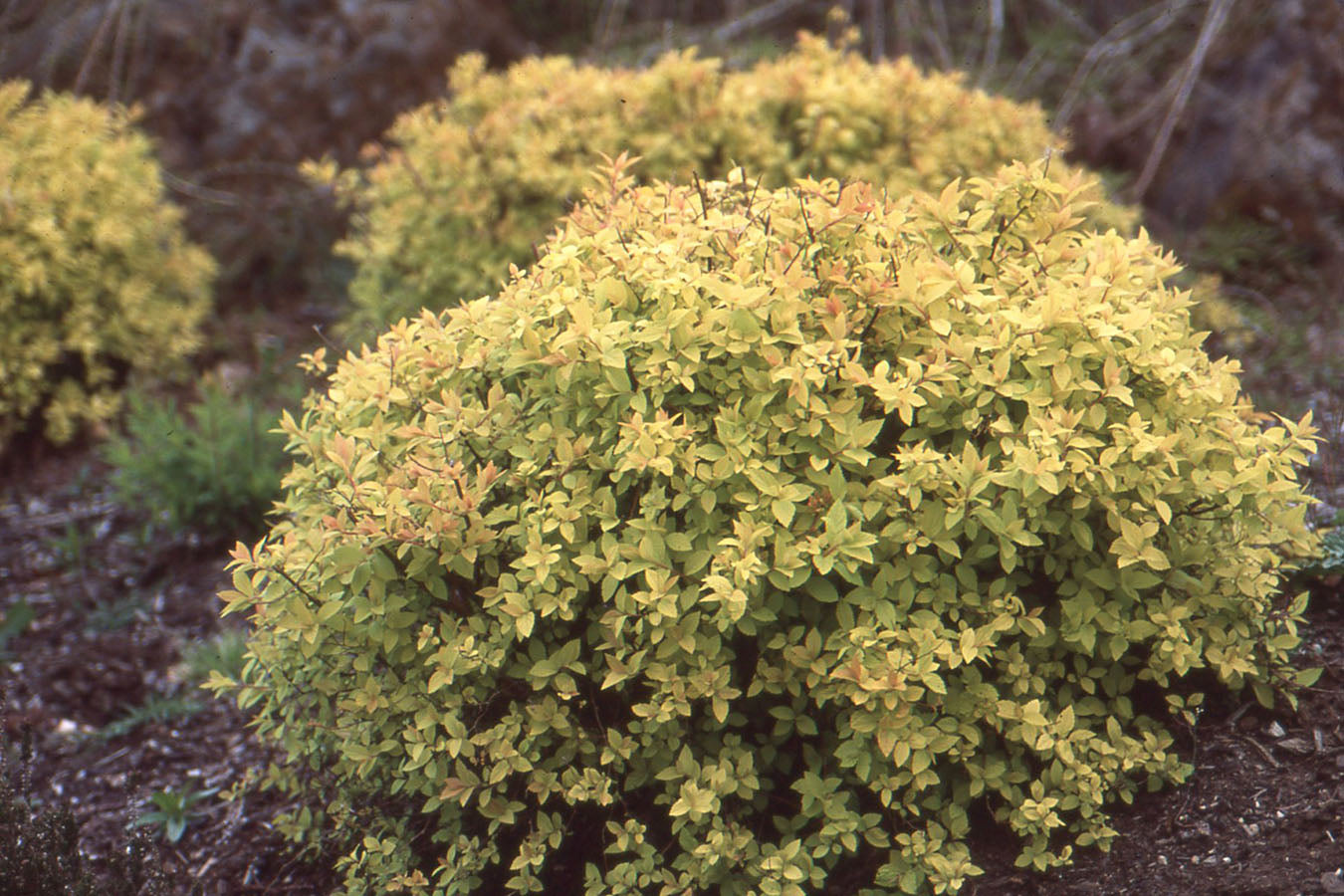 Spirea ‘Lemon Princess’