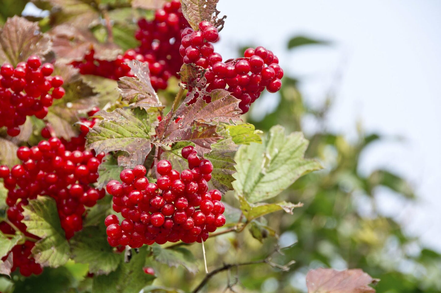 Cranberry Highbush Viburnum