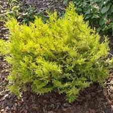 'Vintage Gold' False Cypress