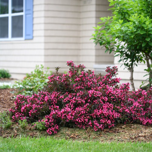 Weigela ‘Spilled Wine’ – Proven Winners®