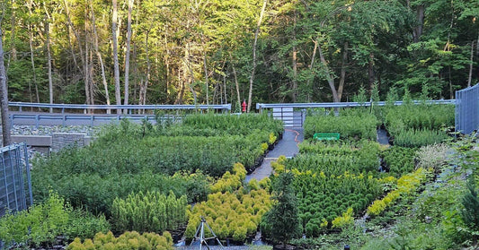 A.J.'s Evergreen Nursery, LLC landscape photo