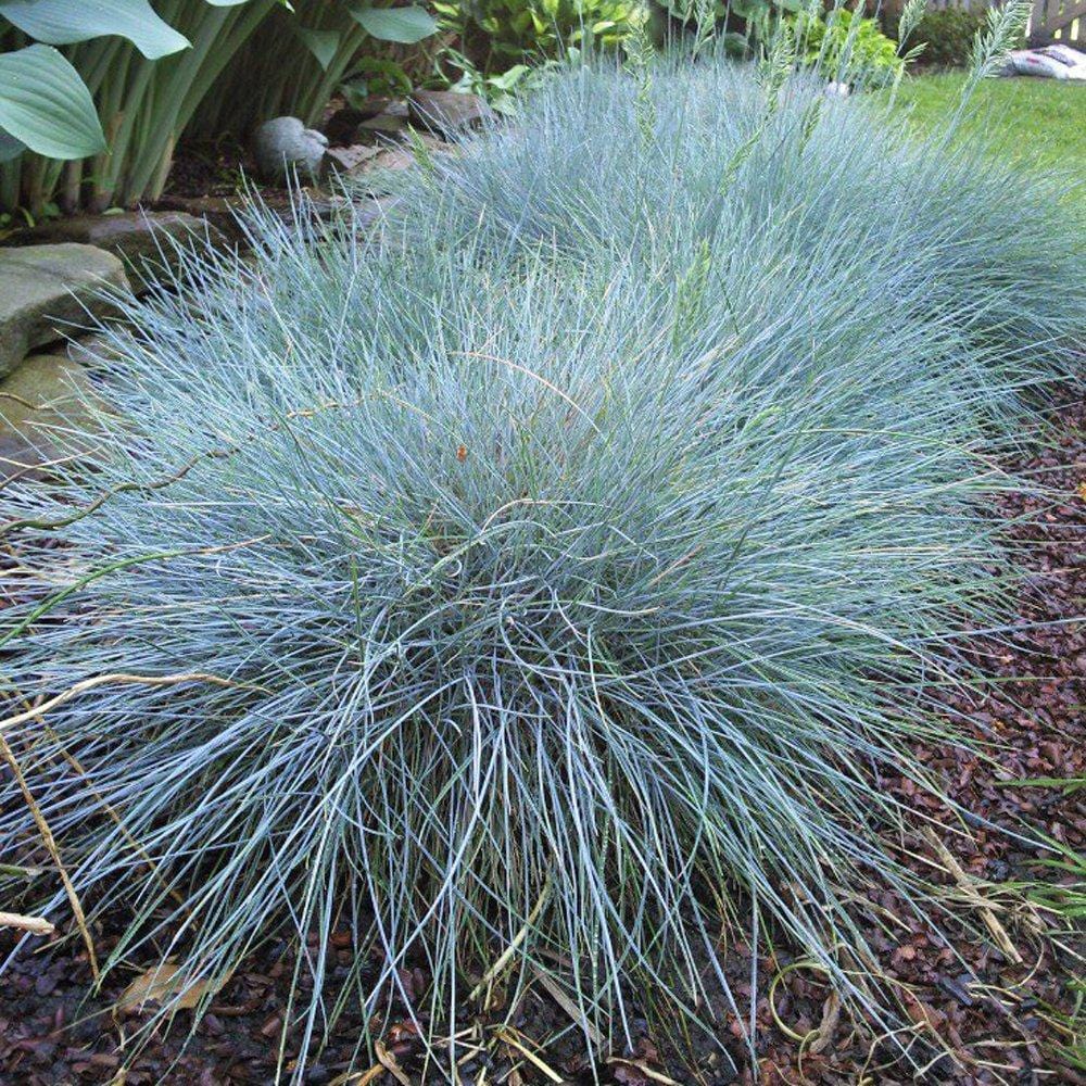 Grasses