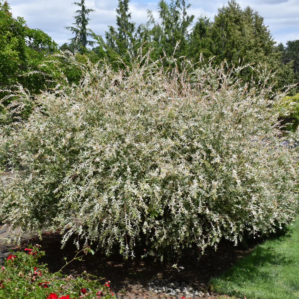 Deciduous Shrubs