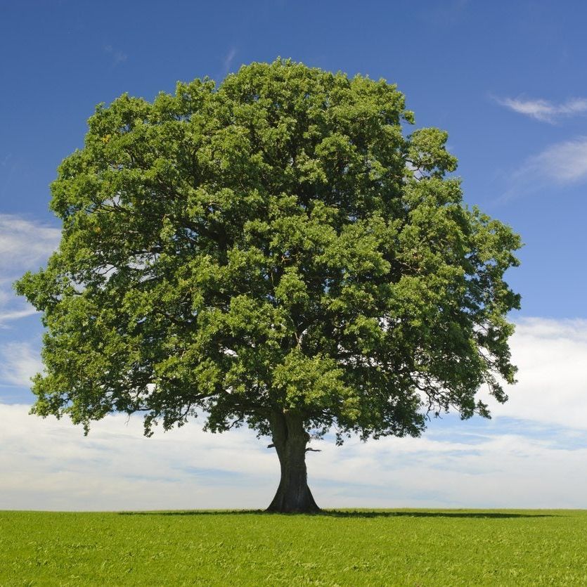 Trees