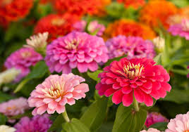 Perennials