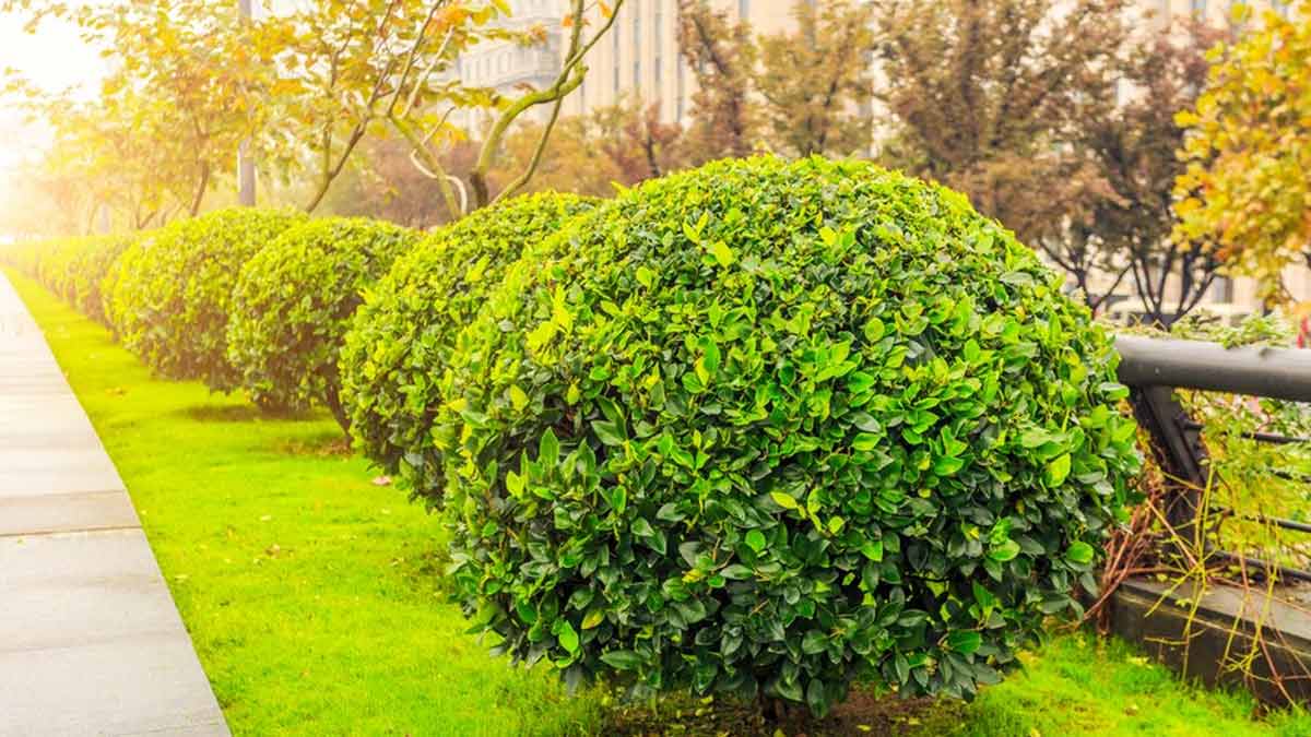 Shrubs
