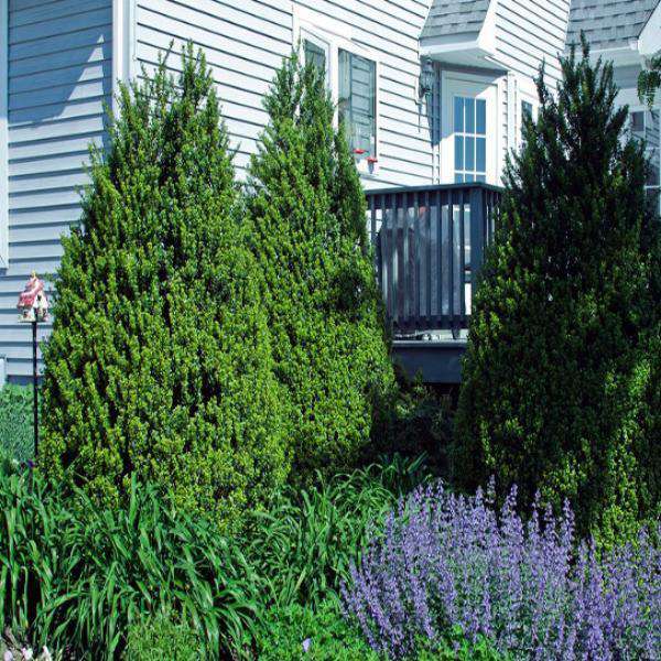 Evergreen Shrubs