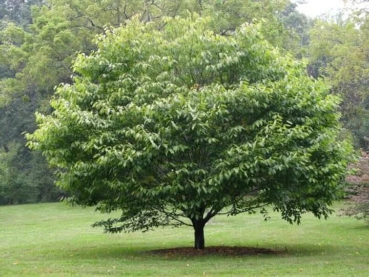 Hornbeam – A.J.'s Evergreen Nursery