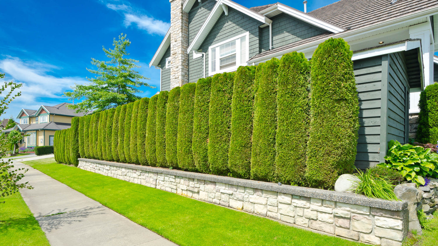 Privacy Trees