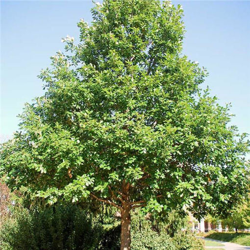 White Oak