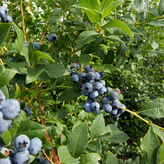 Elliott Blueberry