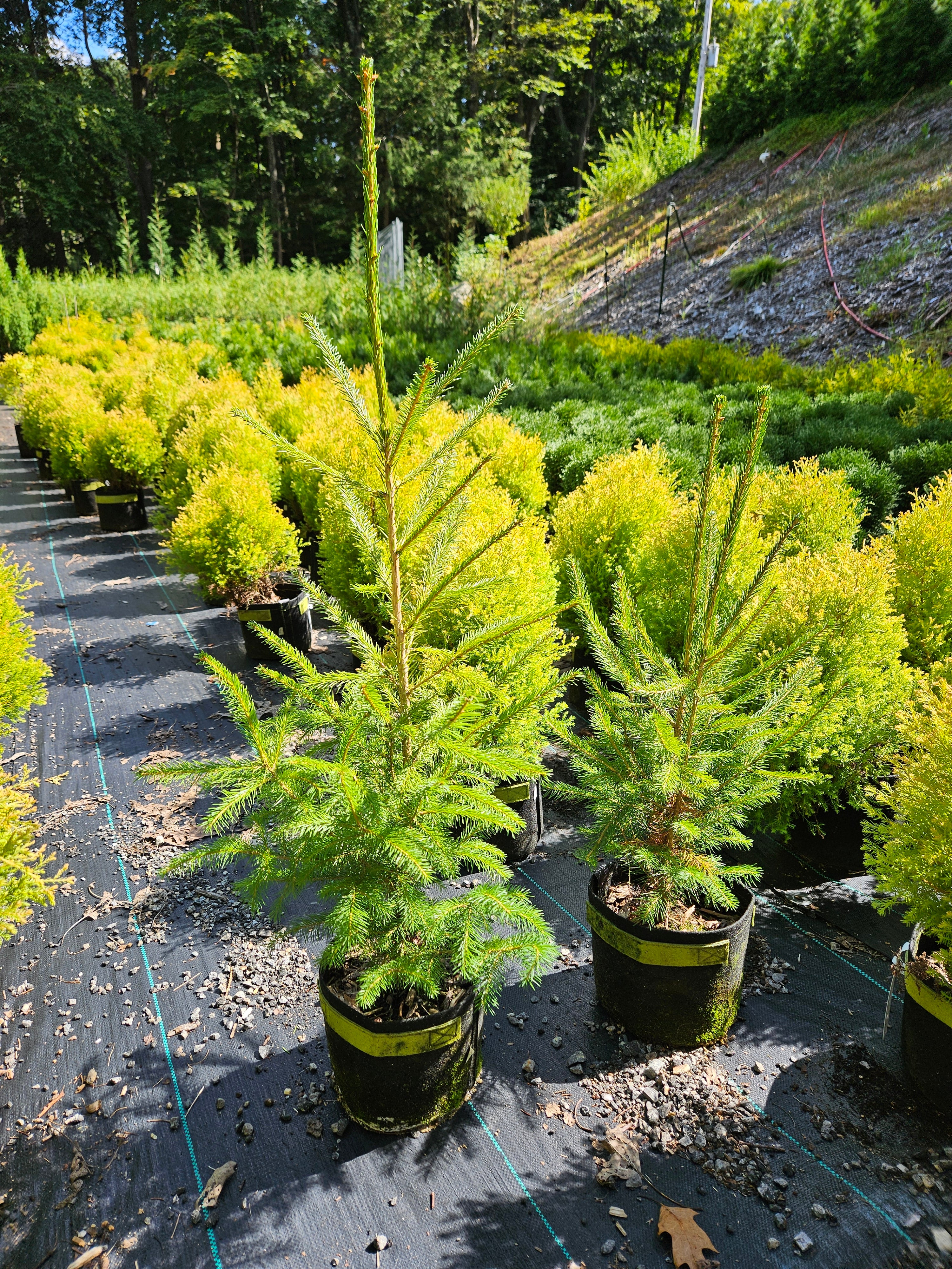 Sprune Spruce Trees from a Local Grower in Westminster, MA – A.J.'s Evergreen ...