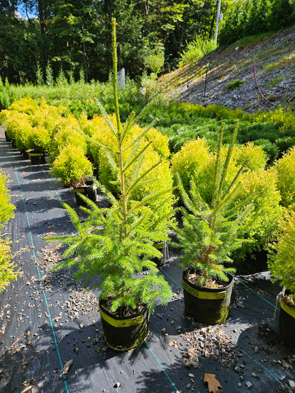 Norway Spruce