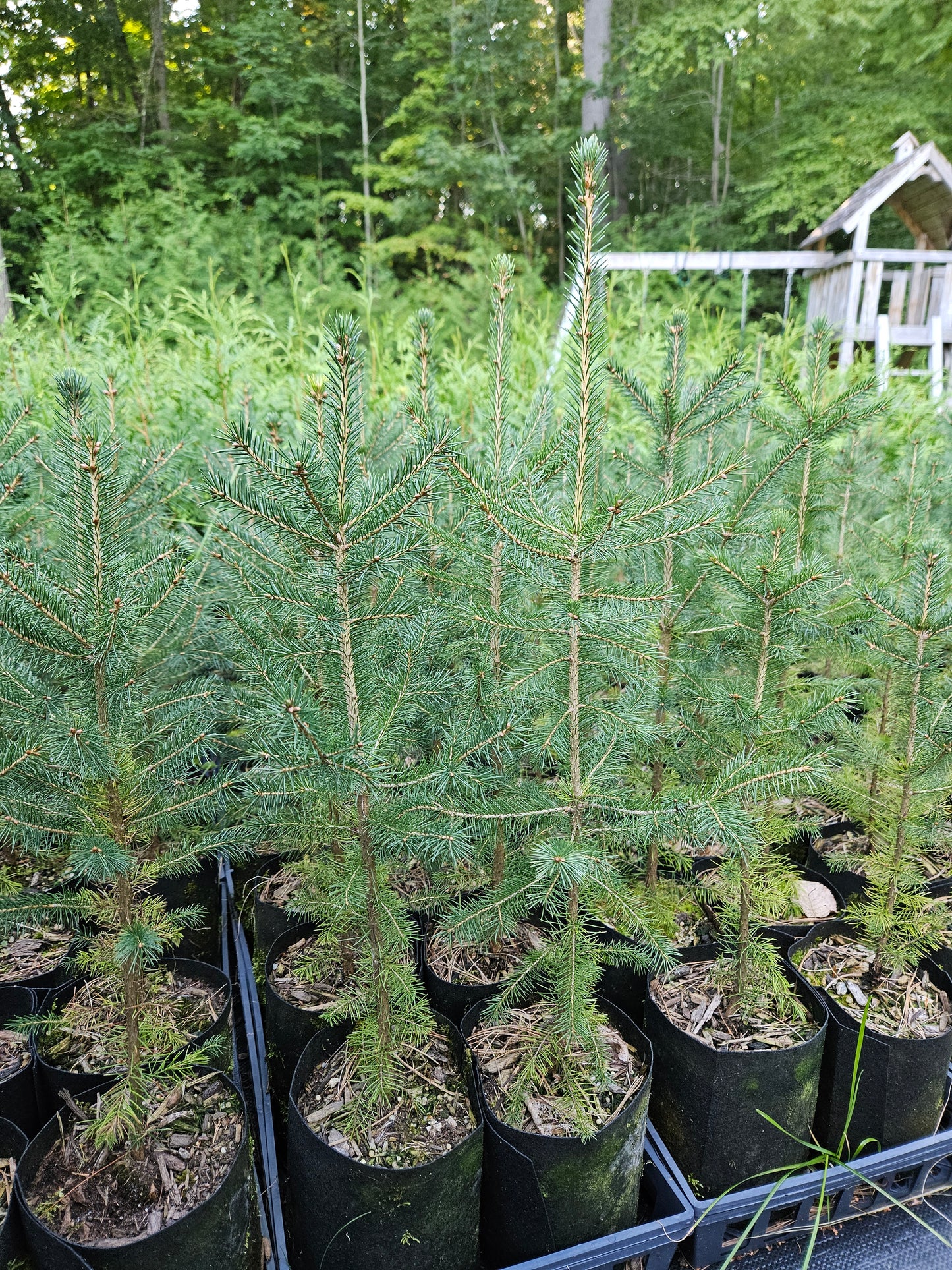 White Spruce - Picea Glauca