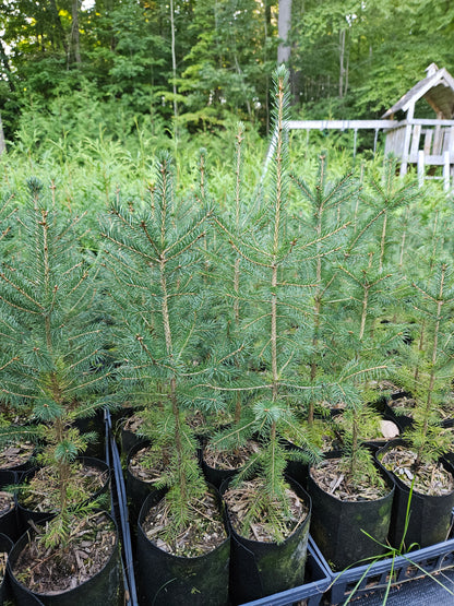 White Spruce - Picea Glauca