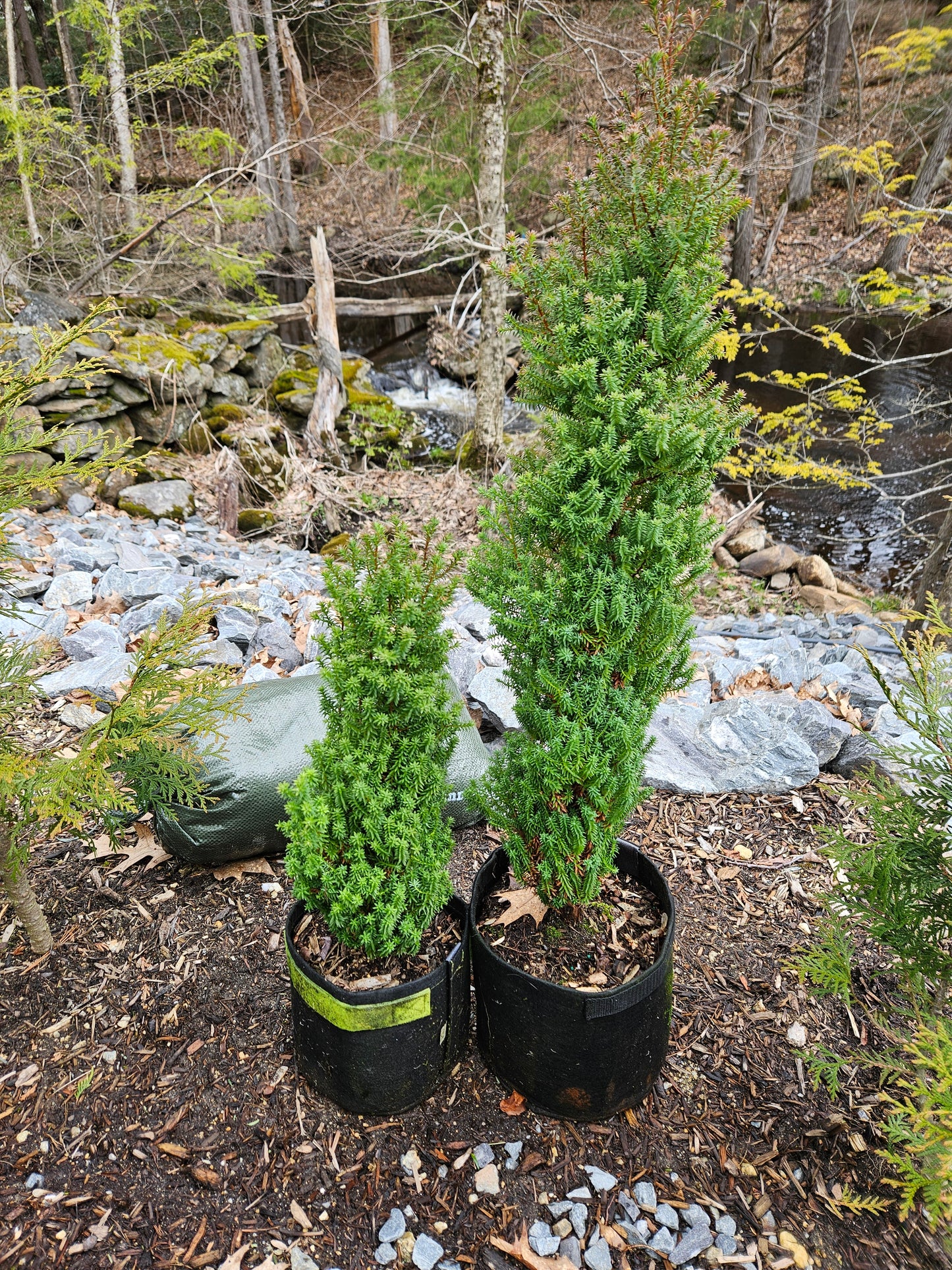 Red Star' False Cypress