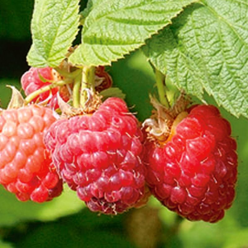 Encore Raspberry