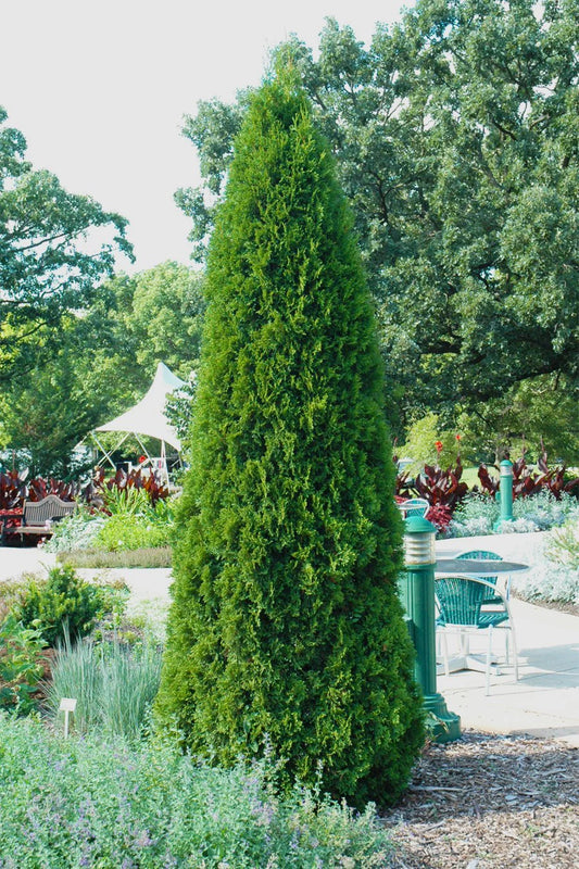 'Emerald Green' Arborvitae