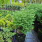Blue Fuzzy Dwarf' False Cypress Shrub