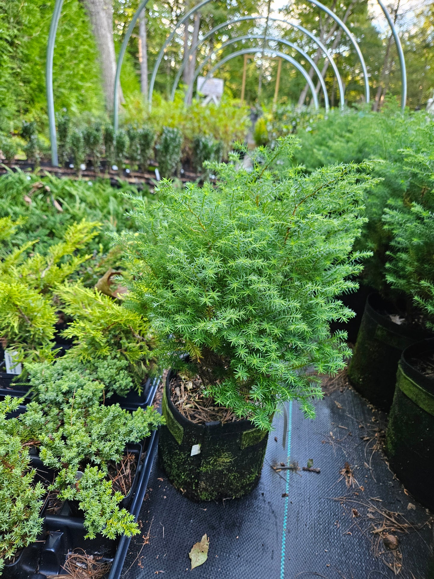 Blue Fuzzy Dwarf' False Cypress Shrub