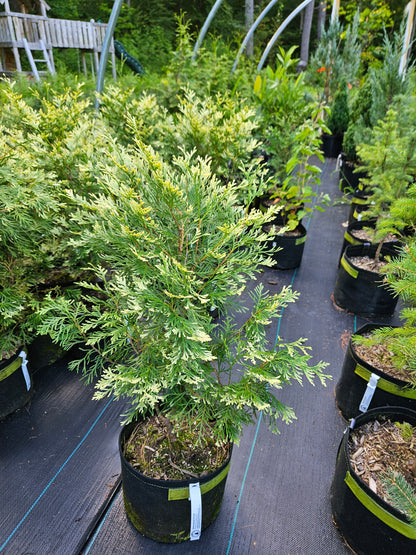 Sherwood Frost' Arborvitae