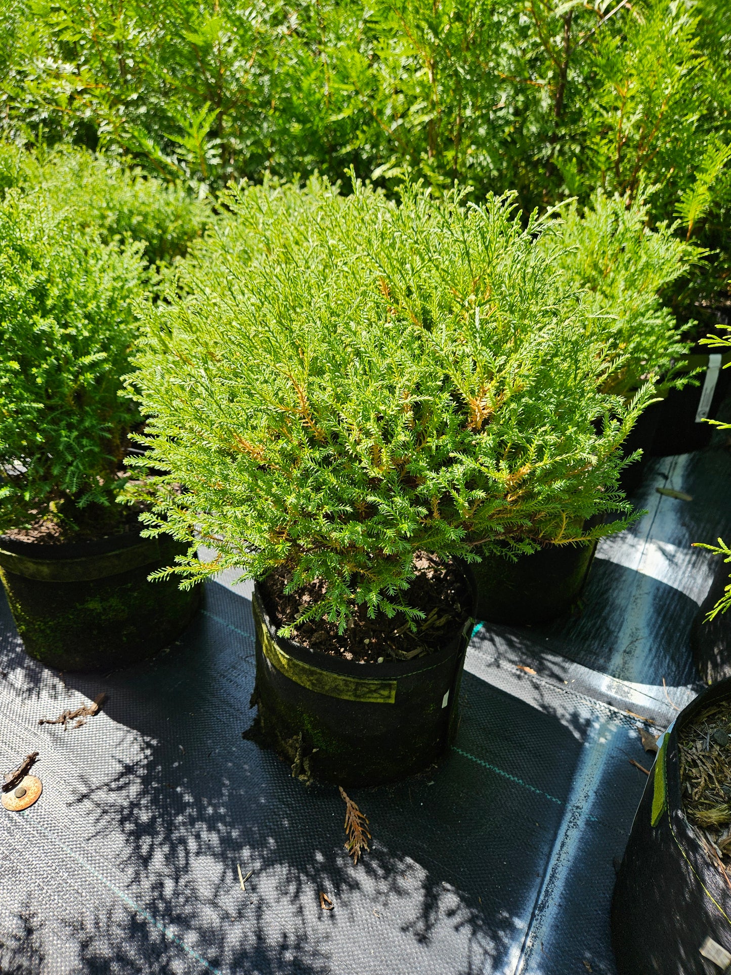 'Mr. Bowling Ball®' Arborvitae