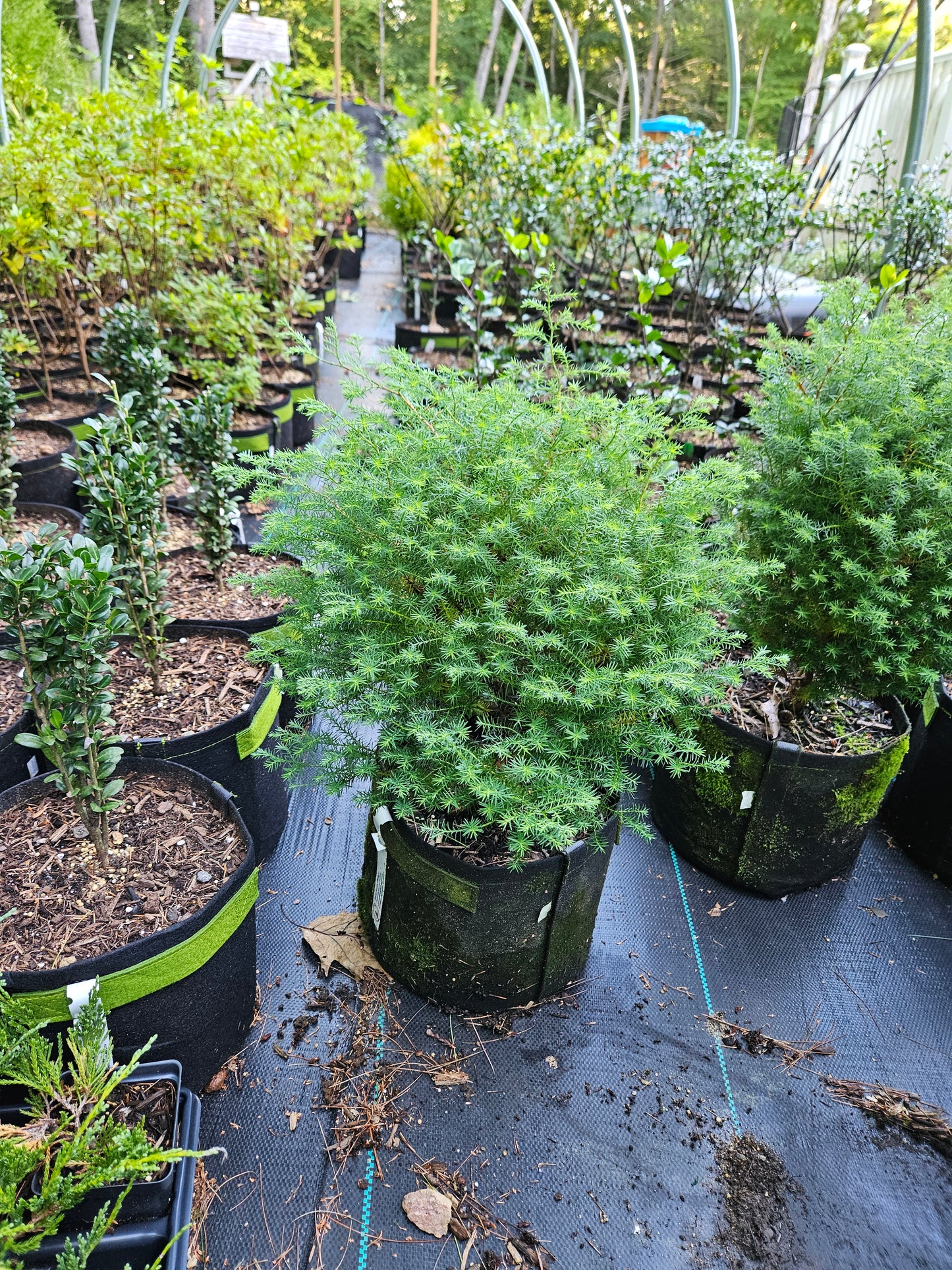 Blue Fuzzy Dwarf' False Cypress Shrub