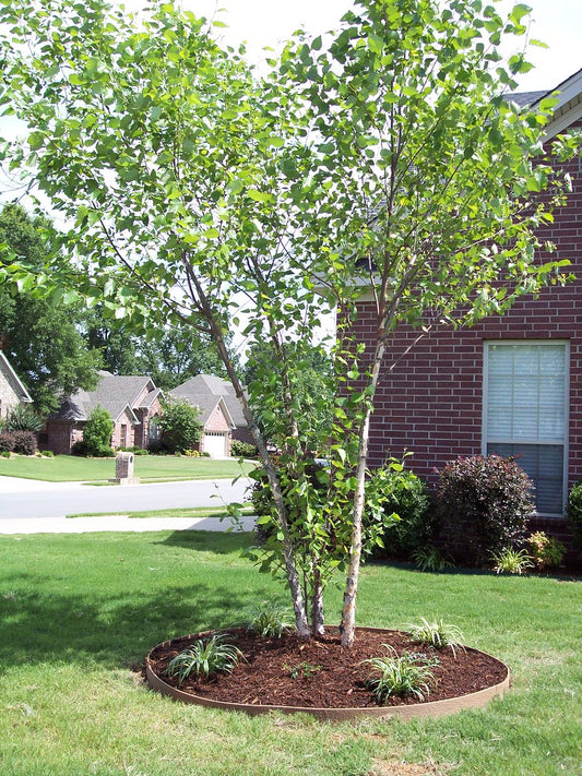 River Birch Tree